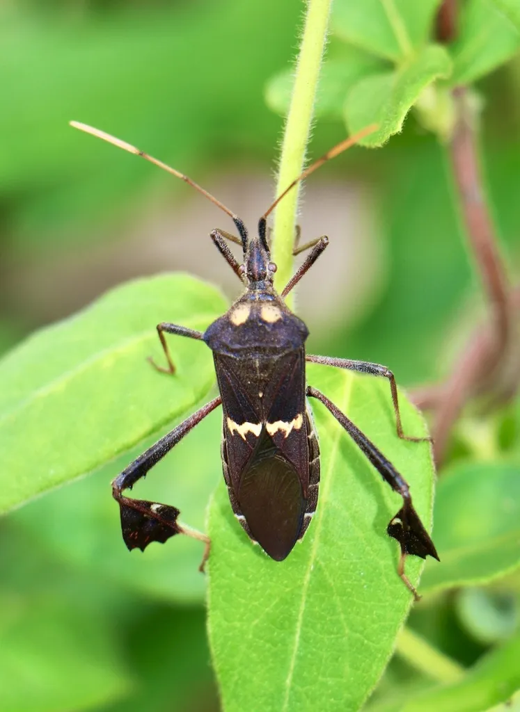 Leaf-footed Bug -L. zonatus - photo 2