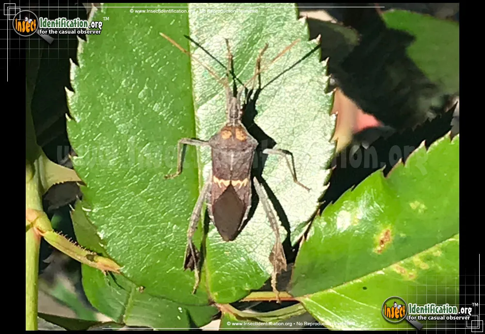 Leaf-footed Bug -L. zonatus - photo 3