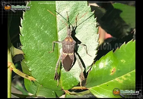Leaf-footed Bug -L. zonatus - photo 4