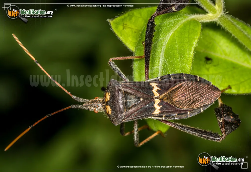 Leaf-footed Bug -L. zonatus - photo 5