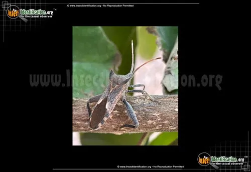 Leaf-footed Bug -Mozena sp. - photo 2