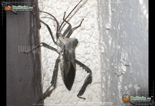 Leaf-footed Bug - photo 2