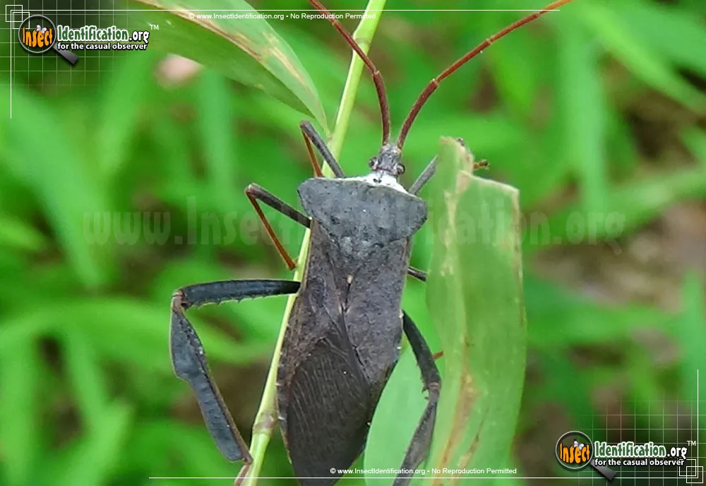 Leaf-footed Bug - photo 3