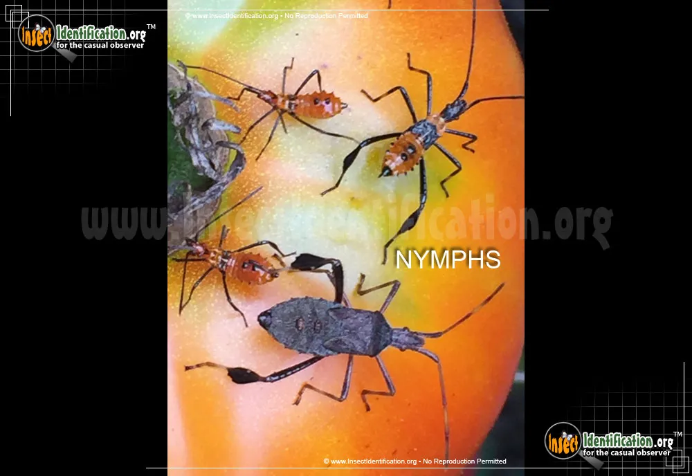 Leaf-footed Bug - photo 5