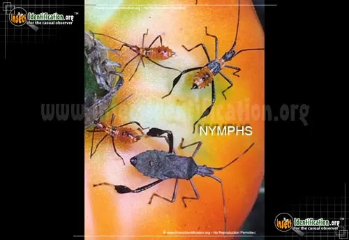Leaf-footed Bug - photo 6