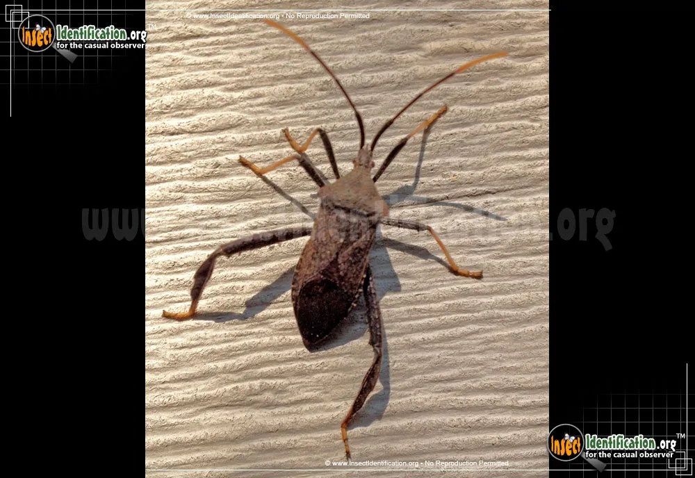 Leaf-footed Bug - photo 7