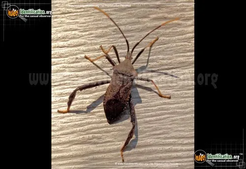 Leaf-footed Bug - photo 8