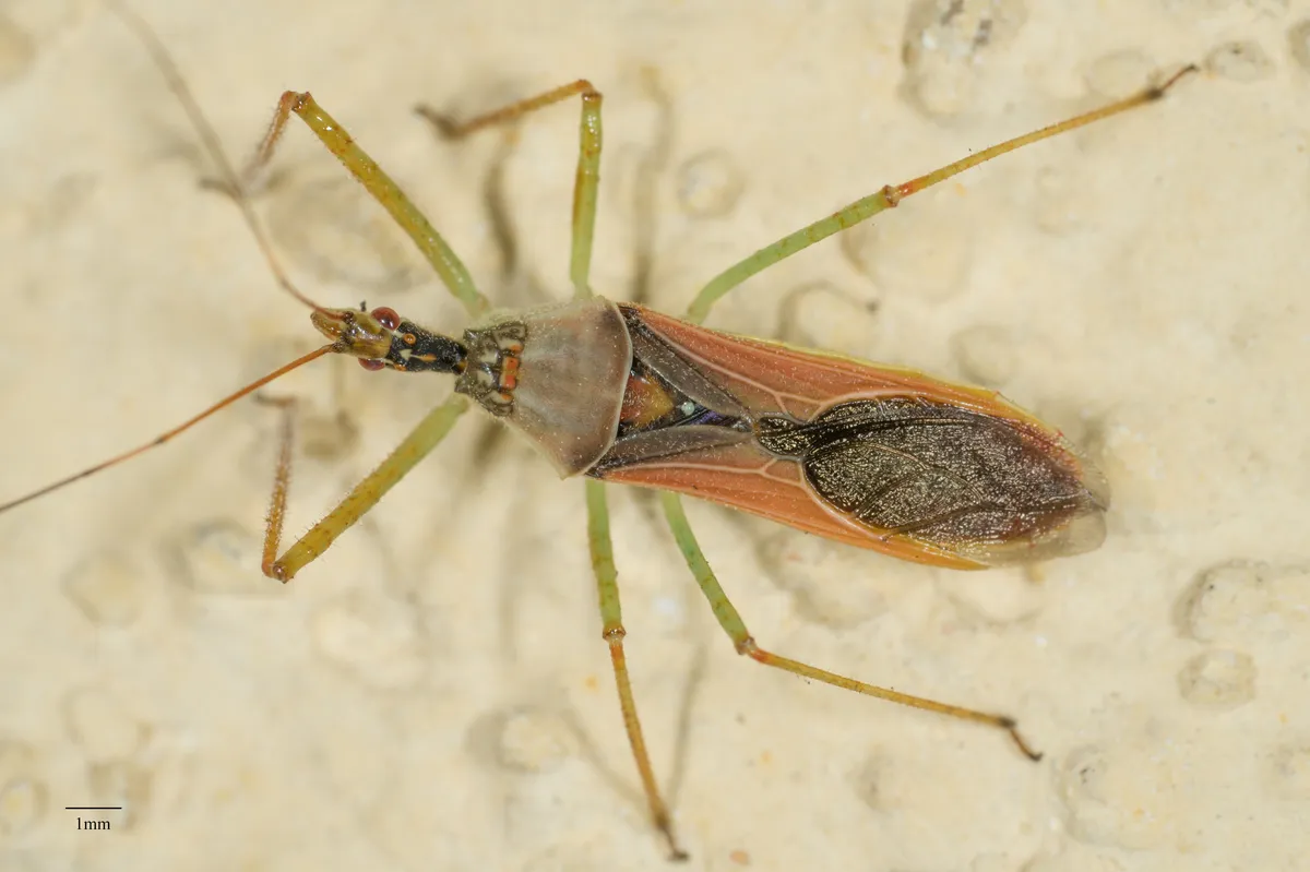 Leafhopper Assassin Bug - photo 3