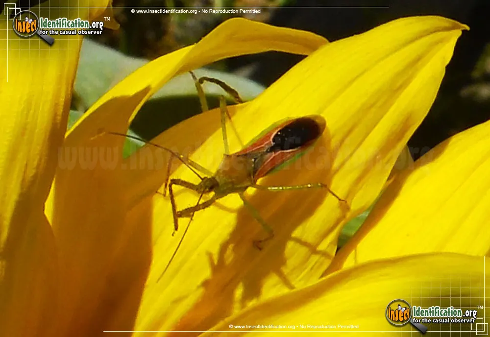 Leafhopper Assassin Bug - photo 4