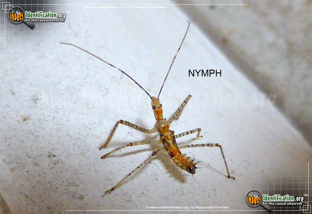 Leafhopper Assassin Bug - photo 7
