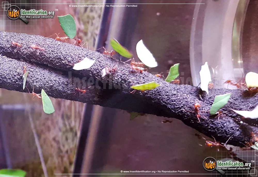 Leafcutter Ants - Atta spp.
