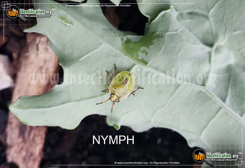 Leafhopper nymph - photo 8