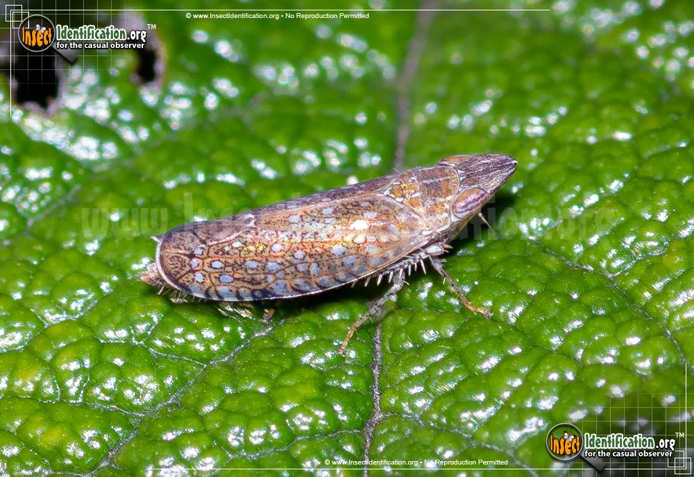 Leafhopper - subgenuscloanthanus - Scaphytopius spp.