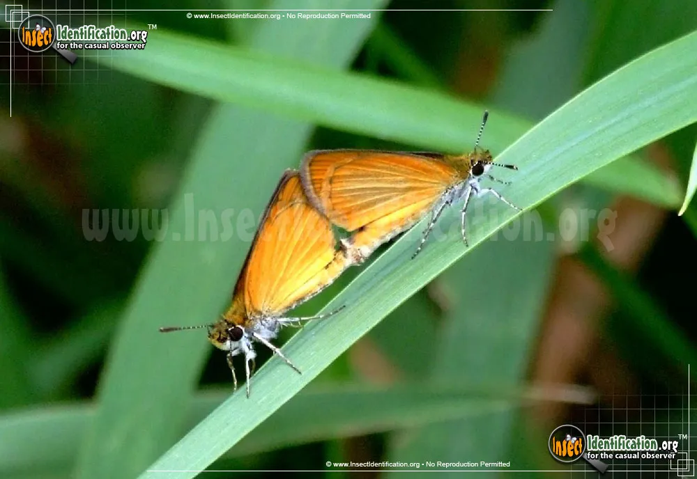 Least Skipper - Ancyloxphya numitor