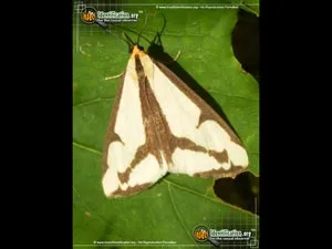 Leconte's Haploa - photo 4