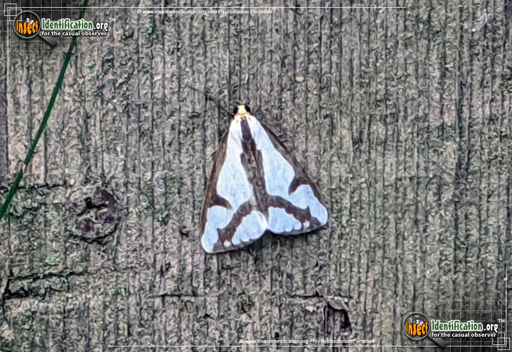 Leconte's Haploa - photo 5