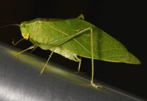 Lesser Angle-wing Katydid