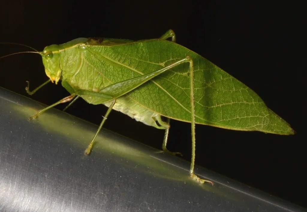 Lesser Angle-wing Katydid - photo 2
