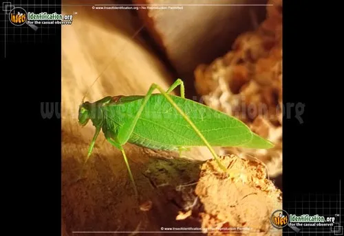 Lesser Angle-wing Katydid - photo 4