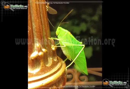Lesser Angle-wing Katydid - photo 5