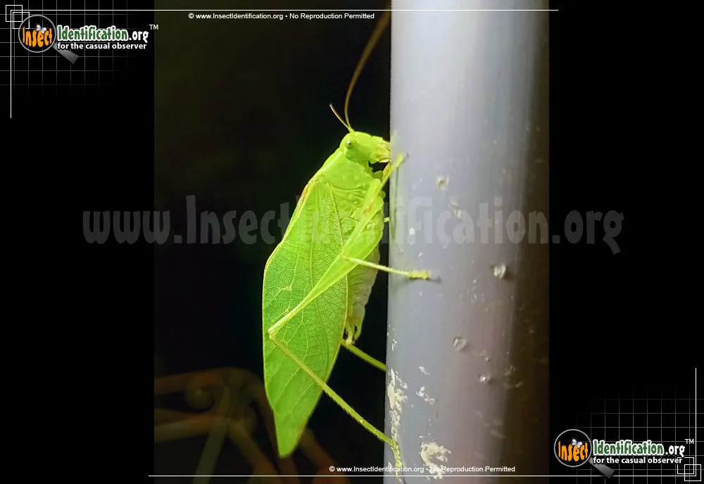 Lesser Angle-wing Katydid - photo 7
