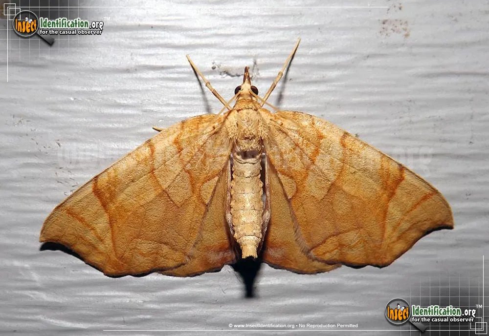 Lesser Grapevine Looper