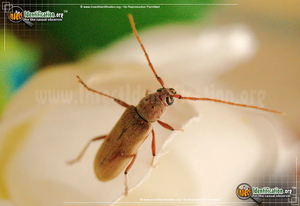 Lesser Ivory-marked Beetle