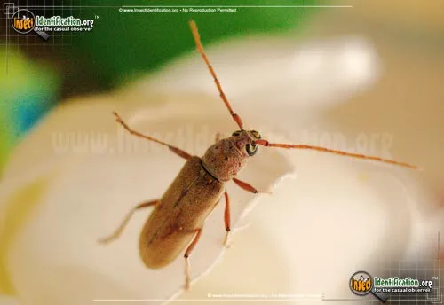 Lesser Ivory-marked Beetle - photo 2