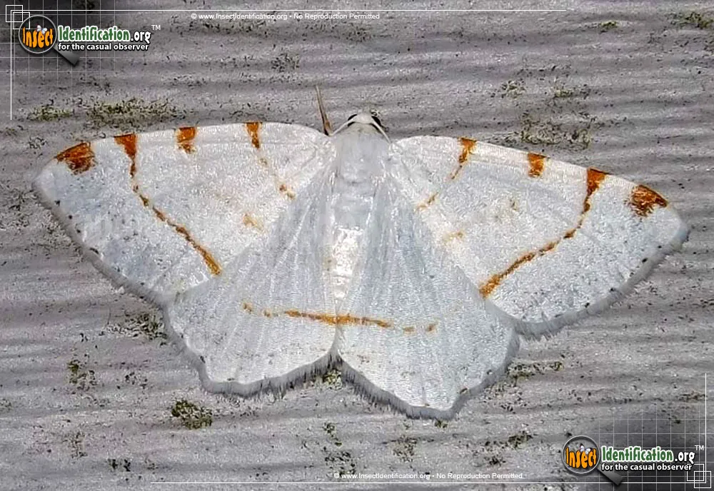 Lesser Maple Spanworm Moth - Speranza pustularia