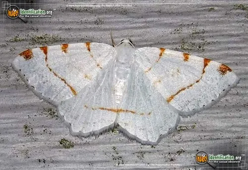 Lesser Maple Spanworm Moth - photo 2