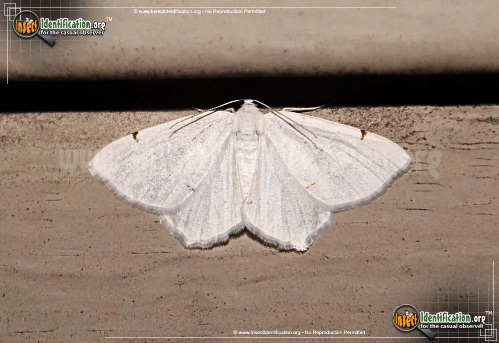 Lesser Maple Spanworm Moth - photo 3