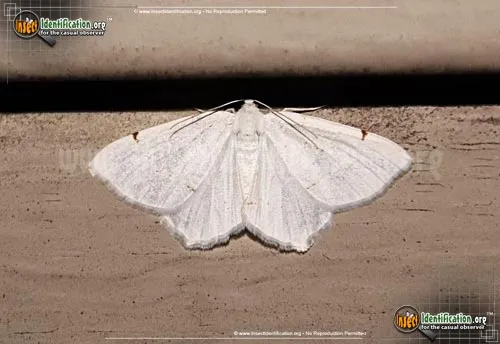 Lesser Maple Spanworm Moth - photo 4