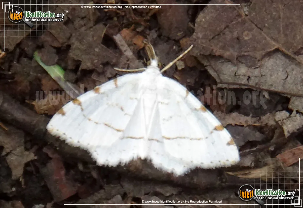 Lesser Maple Spanworm Moth - photo 5