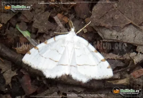 Lesser Maple Spanworm Moth - photo 6