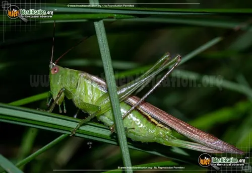 Lesser Meadow Katydid - photo 2
