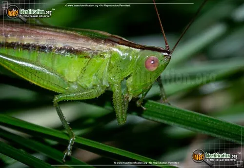 Lesser Meadow Katydid - photo 4
