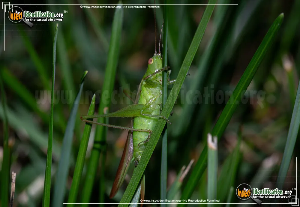 Lesser Meadow Katydid - photo 5