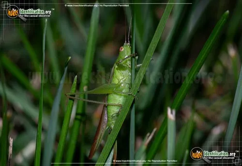 Lesser Meadow Katydid - photo 6