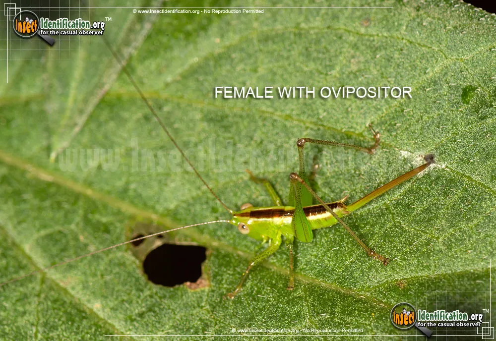 Lesser Meadow Katydid - photo 7