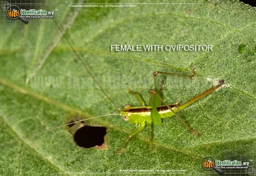 Lesser Meadow Katydid - photo 8