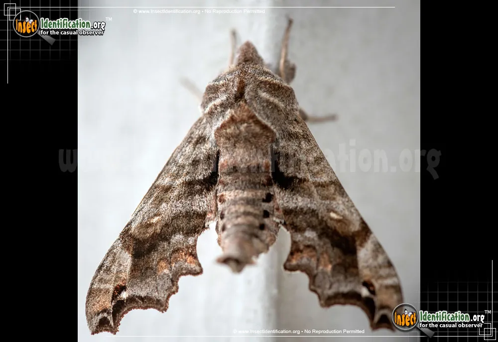 Lettered Sphinx
