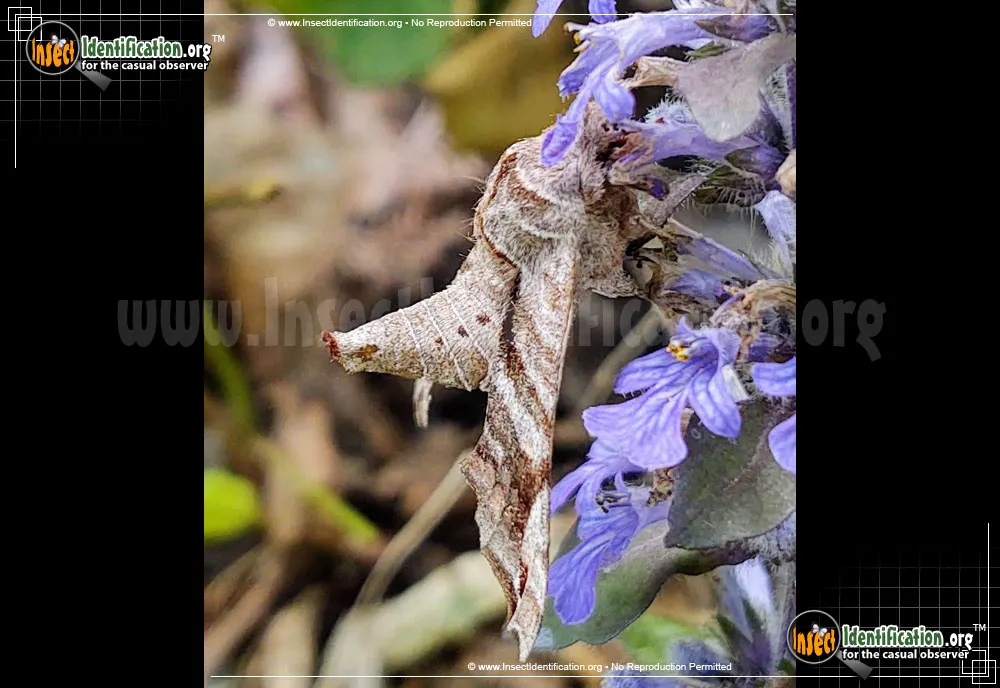 Lettered Sphinx - photo 7
