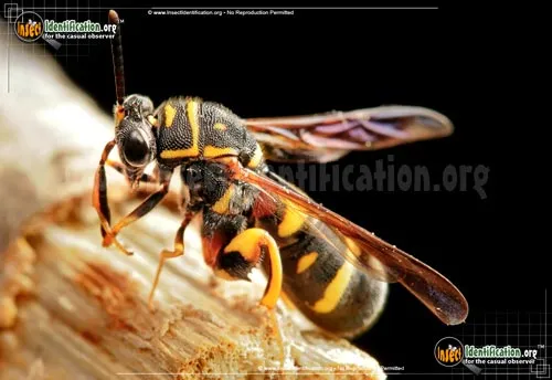 Leucospid Wasp - photo 2