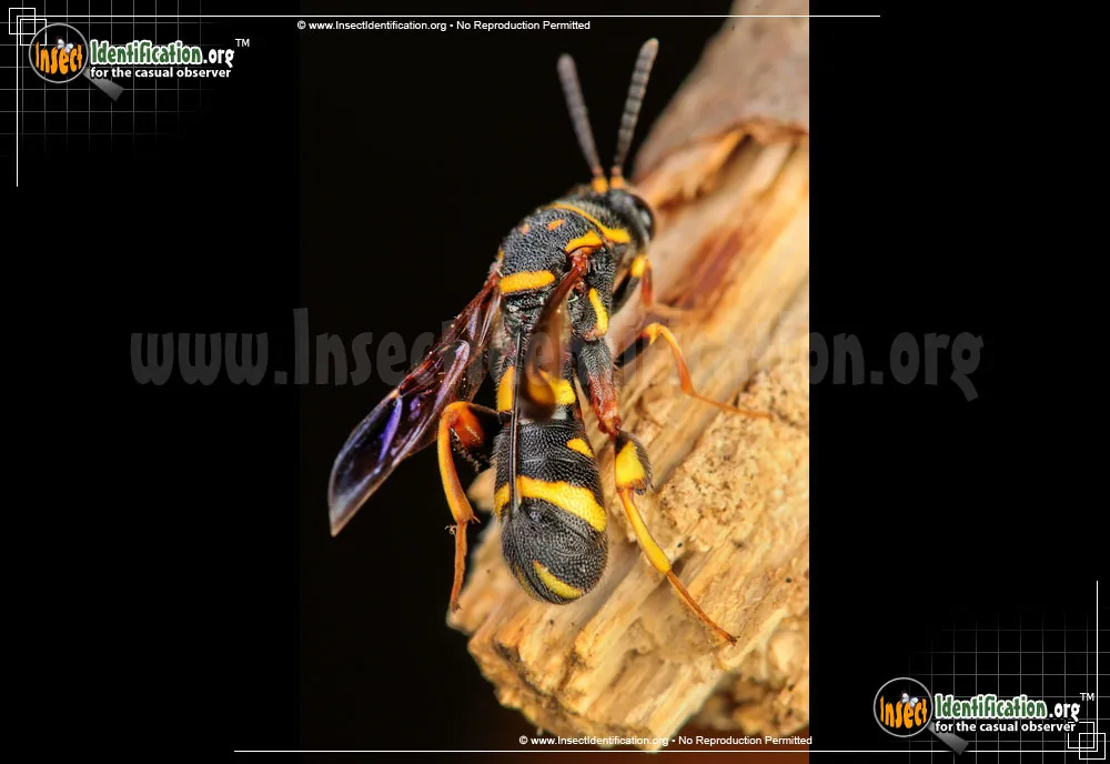 Leucospid Wasp - photo 3