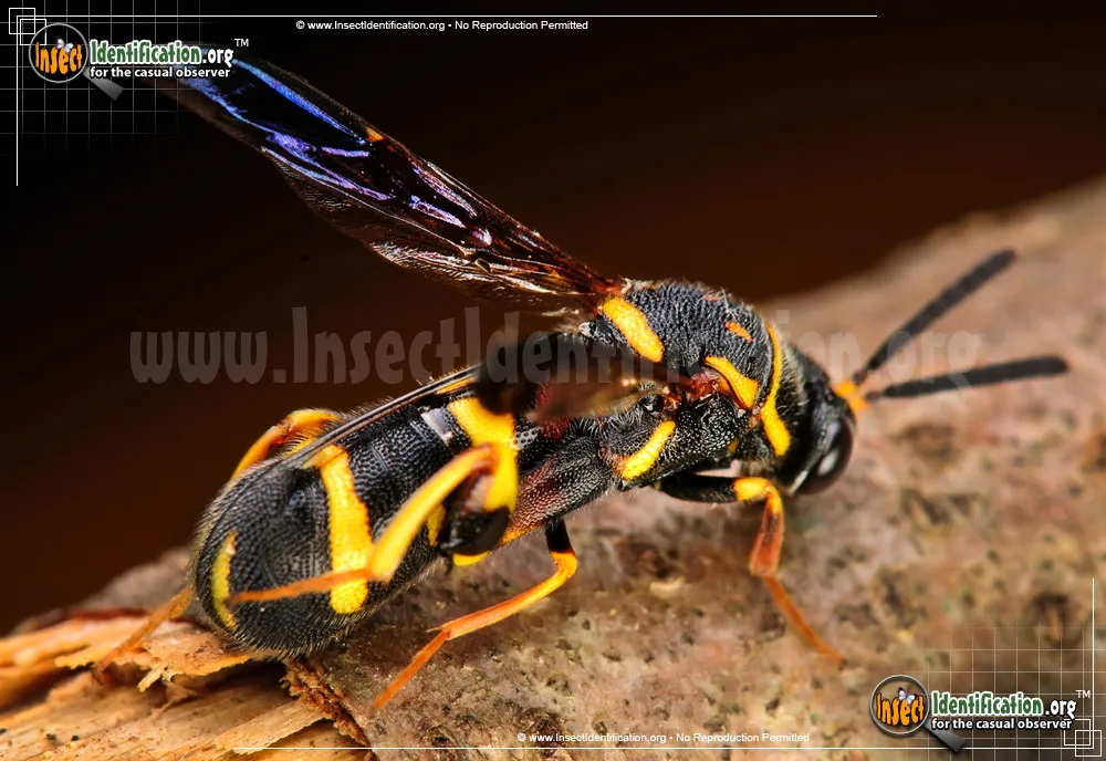 Leucospid Wasp - photo 5