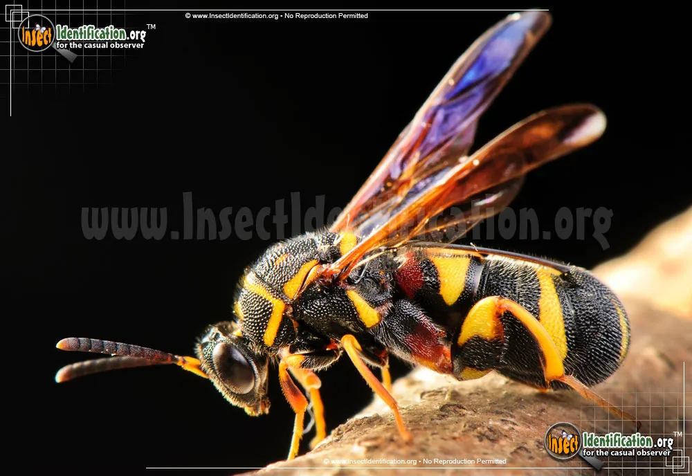 Leucospid Wasp - photo 7