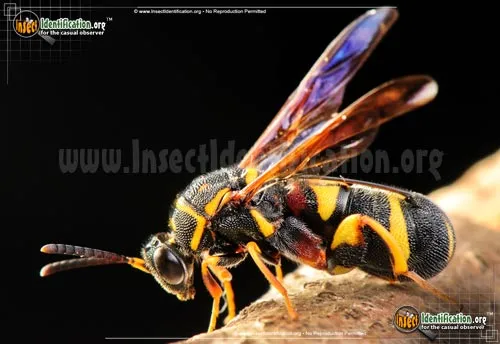 Leucospid Wasp - photo 8