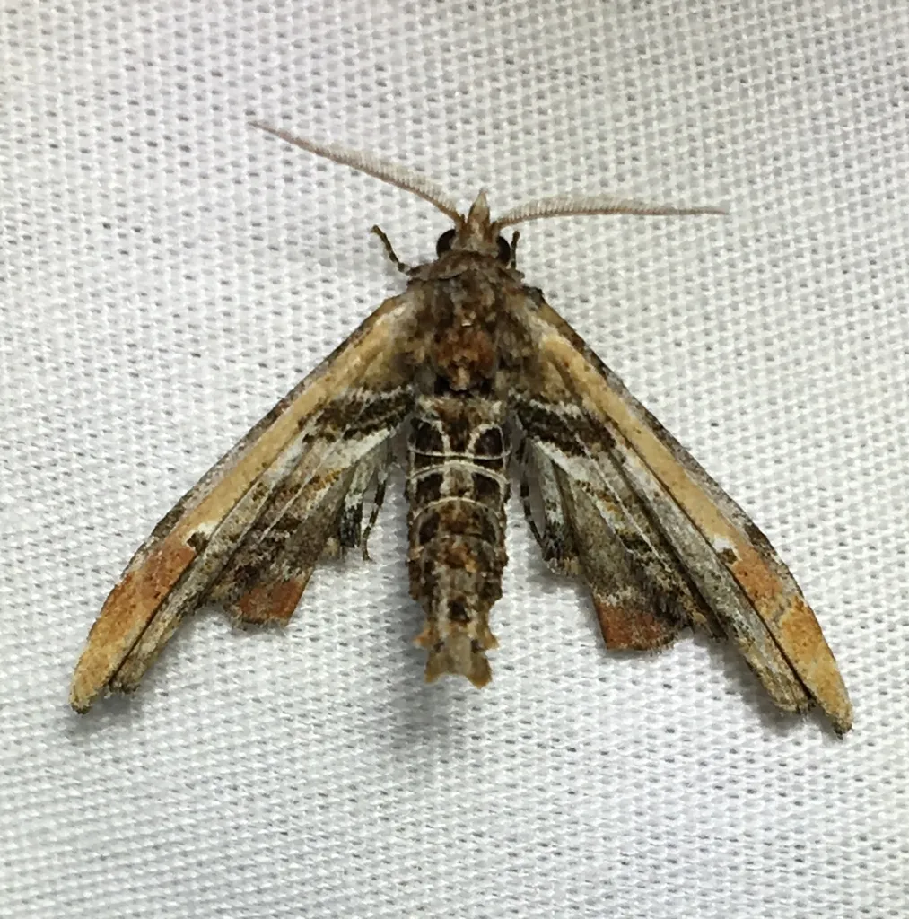 Light Marathyssa Moth - photo 2