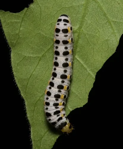 Light Marathyssa Moth - photo 3