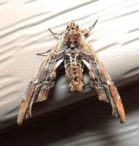 Light Marathyssa Moth - photo 4